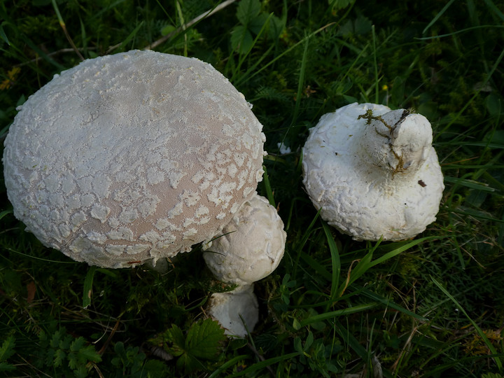 Lycoperdon mammiforme