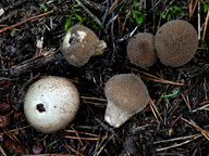 Lycoperdon umbrinum