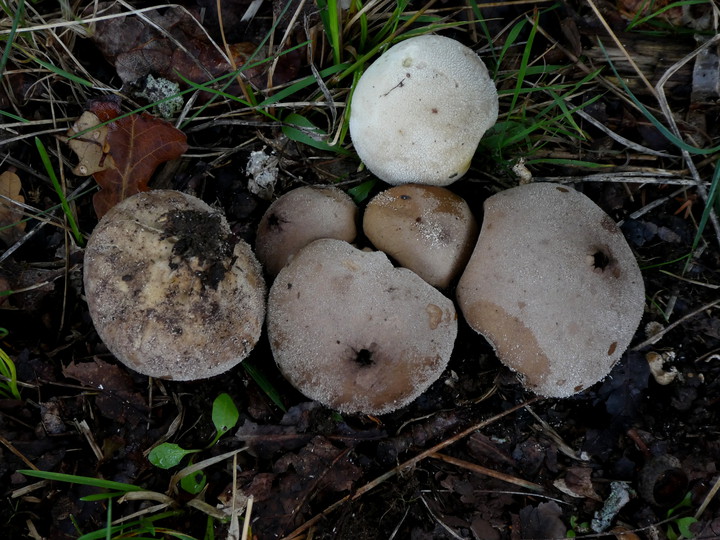 Lycoperdon sp.