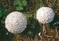 Lycoperdon mammiforme