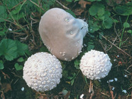 Lycoperdon mammiforme