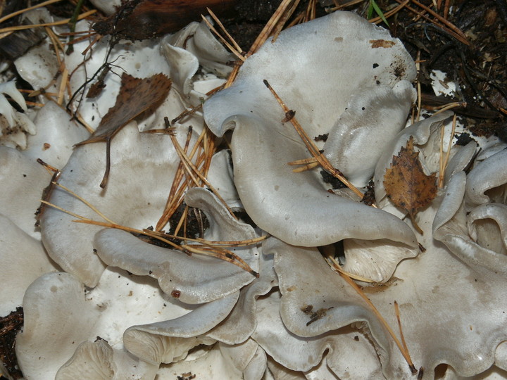 Lyophyllum connatum