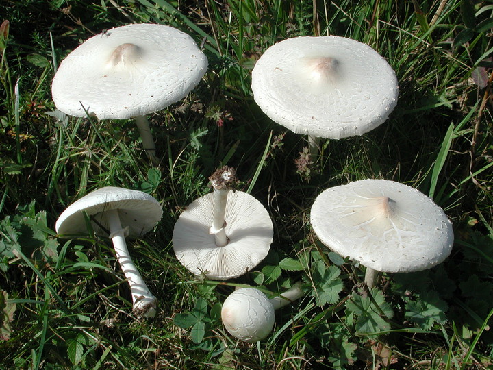 Macrolepiota excoriata