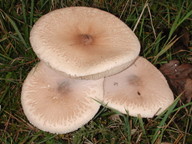 Macrolepiota mastoidea