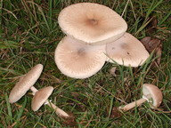 Macrolepiota mastoidea