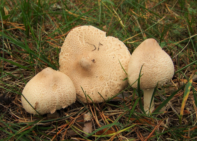 Macrolepiota mastoidea