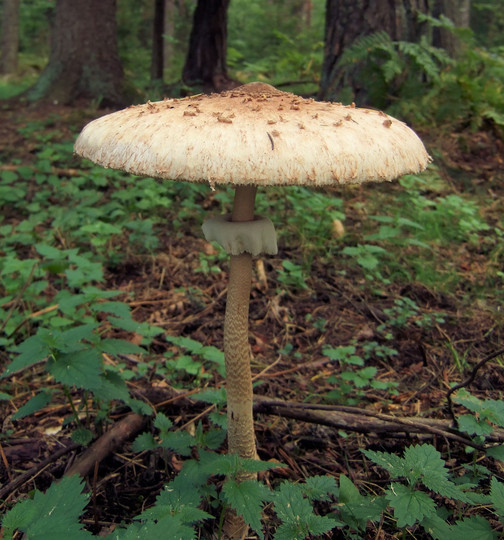 Macrolepiota procera