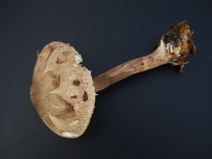 Macrolepiota konradii