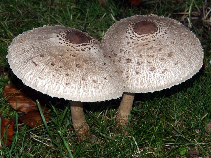 Macrolepiota rhacodes