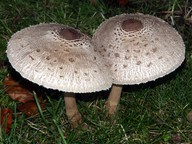 Macrolepiota rhacodes