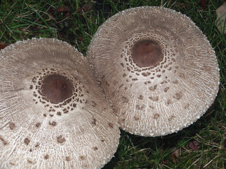 Macrolepiota rhacodes