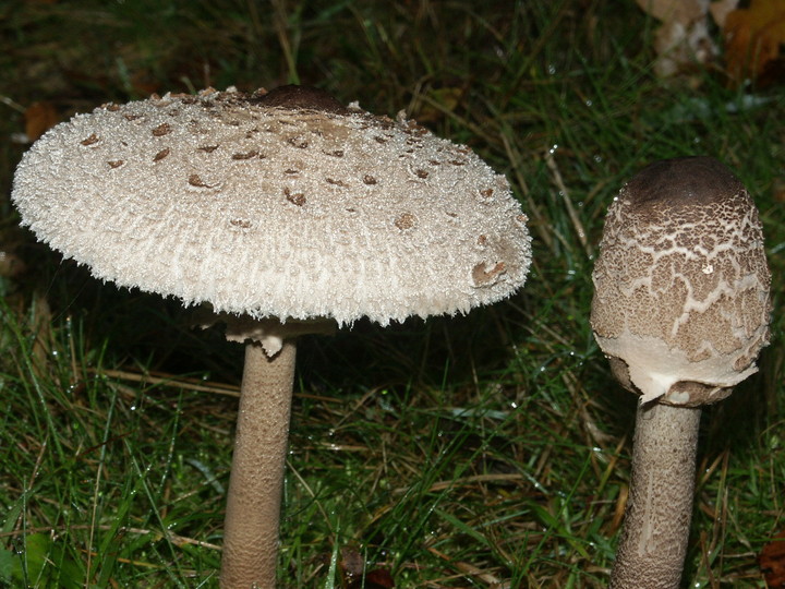 Macrolepiota procera