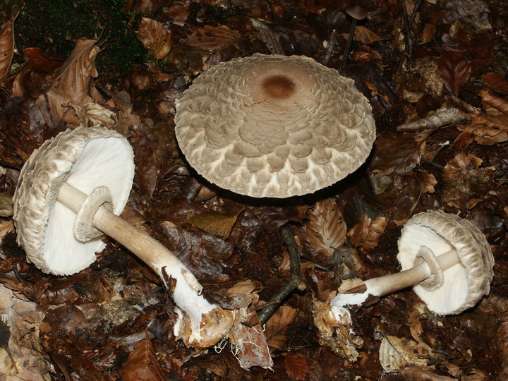 Macrolepiota rhacodes