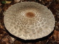 Macrolepiota rhacodes