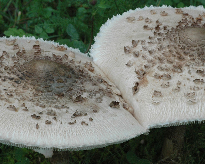 Macrolepiota procera