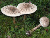 Macrolepiota procera