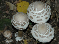 Macrolepiota rhacodes var. bohemica