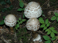 Macrolepiota rhacodes var. bohemica