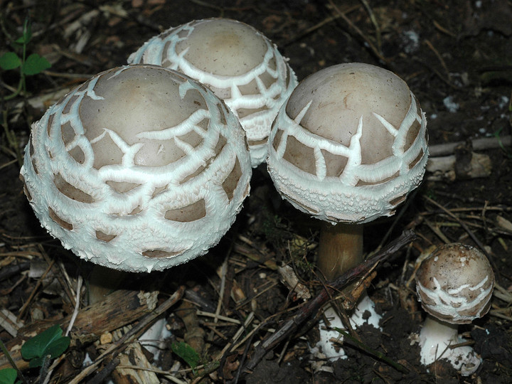 Macrolepiota rhacodes var. bohemica