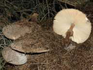 Macrolepiota rhacodes