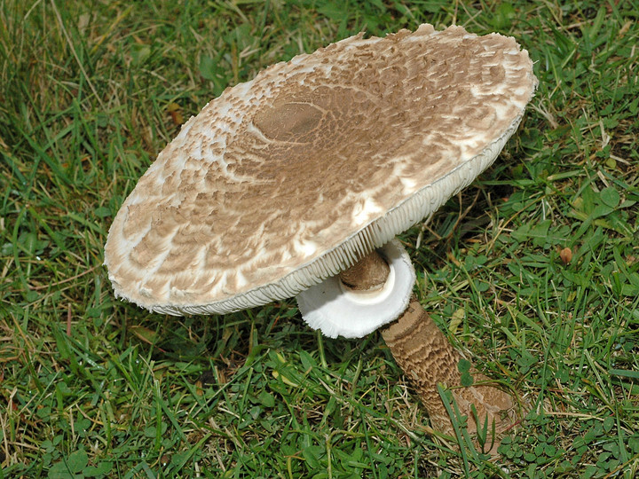 Macrolepiota procera