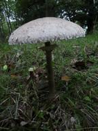 Macrolepiota rhacodes