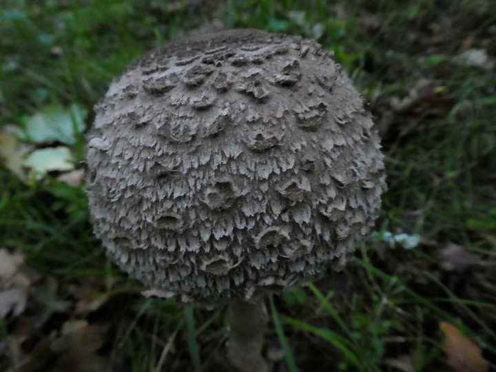 Macrolepiota rhacodes