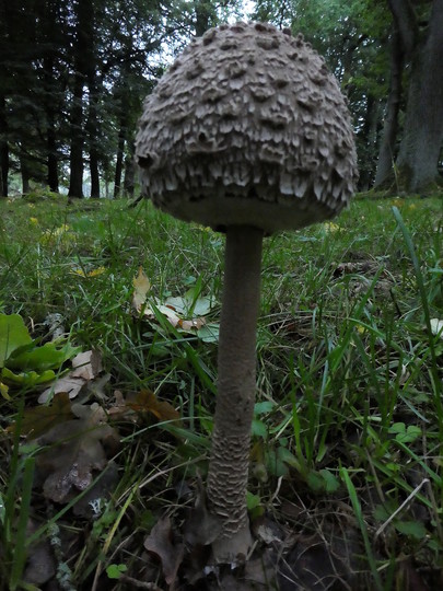 Macrolepiota rhacodes