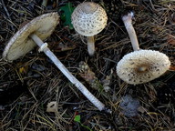 Macrolepiota cfr permixta