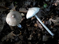 Macrolepiota mastoidea var. affinis