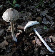 Macrolepiota mastoidea var. affinis