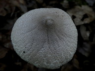 Macrolepiota mastoidea var. affinis