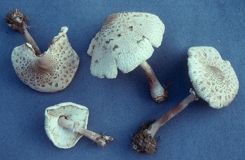 Macrolepiota konradii