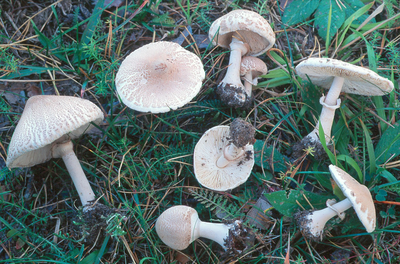 Macrolepiota mastoidea