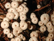 Marasmius wettsteinii