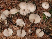 Marasmius wynnei