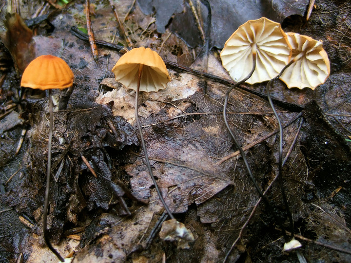 Marasmius siccus