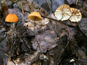 Marasmius siccus