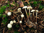 Marasmius wynnei