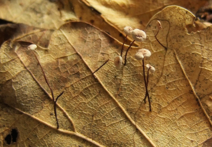 Marasmius quercophilus