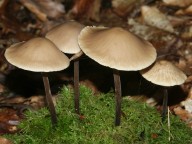 Marasmius allicaceus