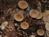 Marasmius torquescens