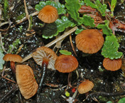 Marasmius epidryas