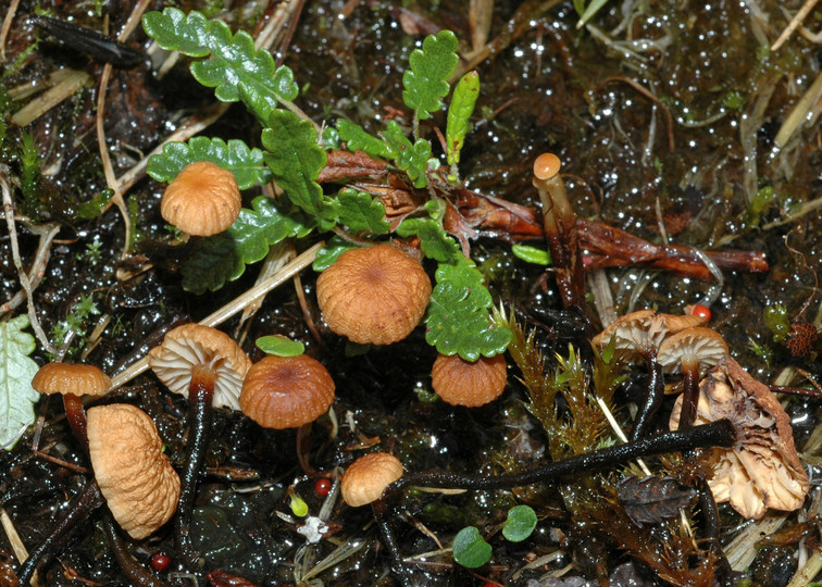 Marasmius epidryas