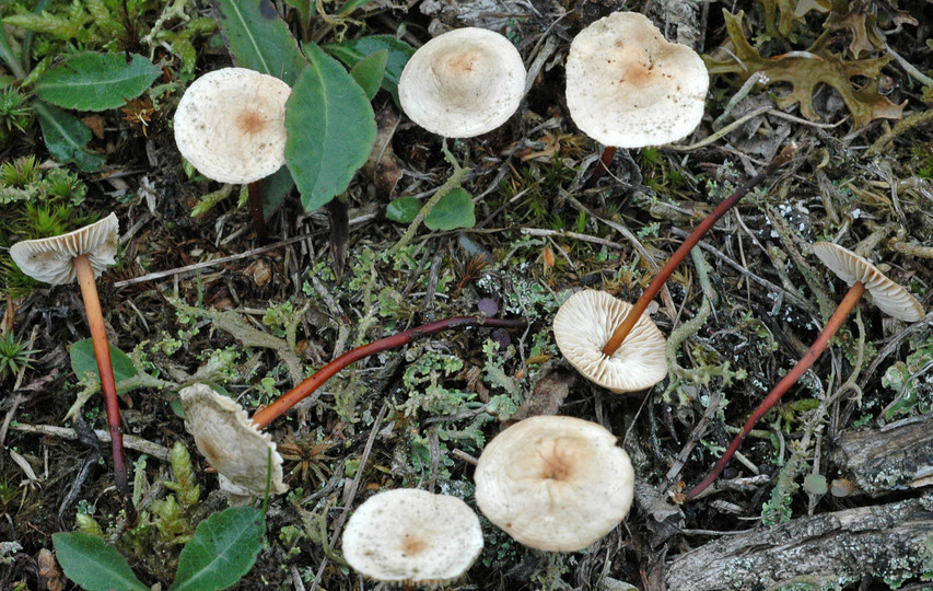 Marasmius scorodonius