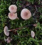 Marasmius cohaerens