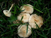 Marasmius oreades