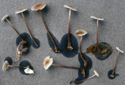 Marasmius prasiosmus