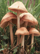 Marasmius oreades