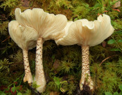 Melanoleuca verrucipes